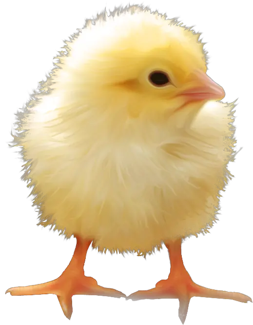 Chick Coloures Chickpedia Wiki Fandom Transparent Baby Chick Png Chick Png