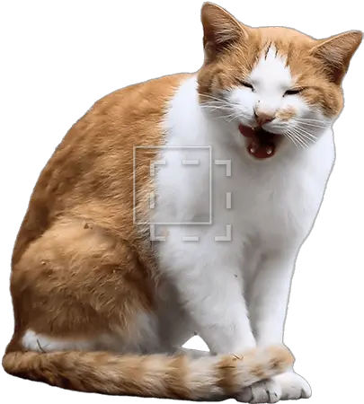 Orange Cat Yawning Cat Entourage Png Orange Cat Png