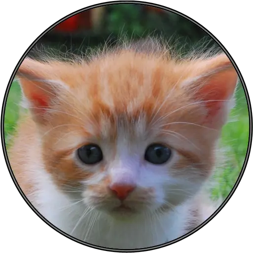 Amazoncom Funny Cat Kitten Sounds Appstore For Android Cat Png Funny Cat Png