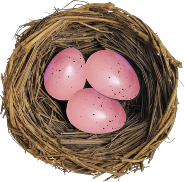 European Robin Bird Nest Egg For Easter 850x837 Eggs In A Group Png Bird Nest Png