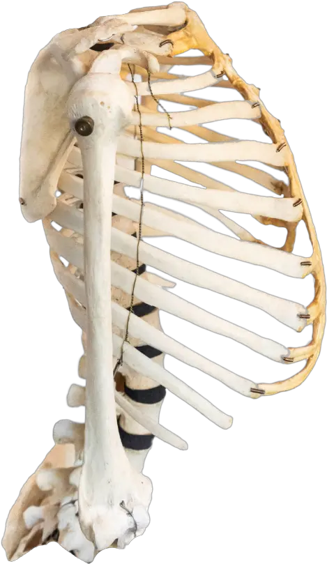 Real Human Bones For Sale Jonsbones Do Bones Smell Like Png Skull And Bones Icon
