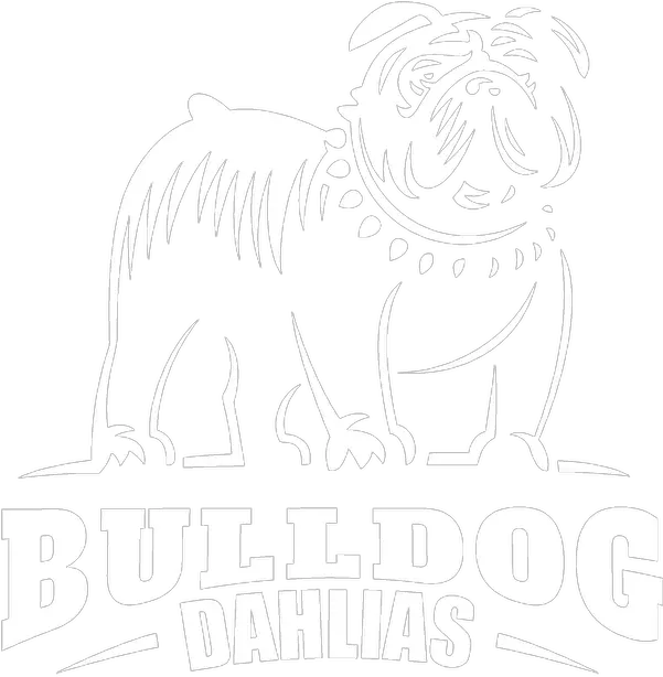 Home Bulldogdahlias Burkburnett Isd Png Bulldog Transparent