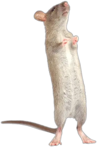 Standing Rat Nb U2013 Tbrtc Standing Rat Png Rat Transparent