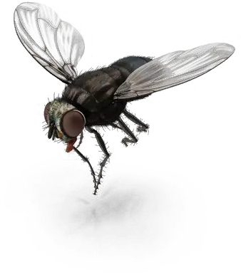 Fly Png Transparent File Fly Png Free Download Fly Png