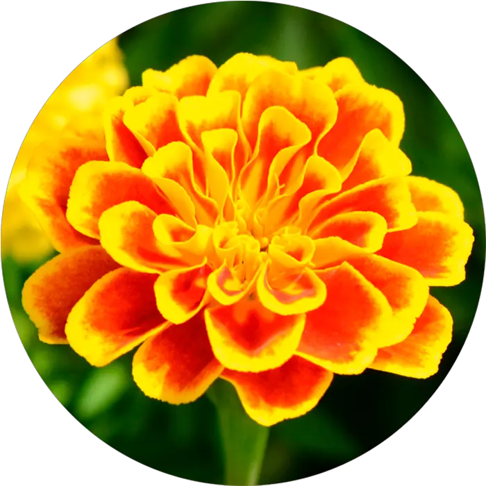 3 In 1 Facial Oil Annemarie Börlind Marigold Png Marigold Png