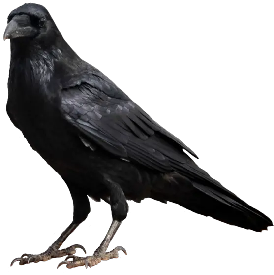 Crow Png High Transparent Background Crow Clipart Crow Transparent