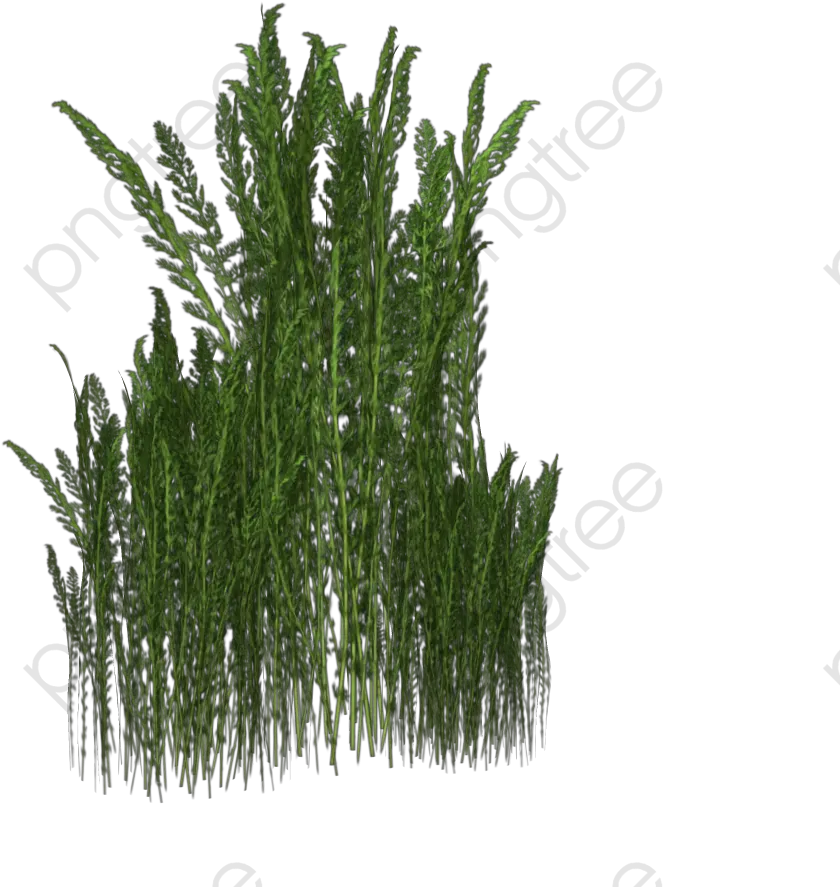 A Bunch Of Weeds Weed Meadow Transparent Weeds Png Weeds Png