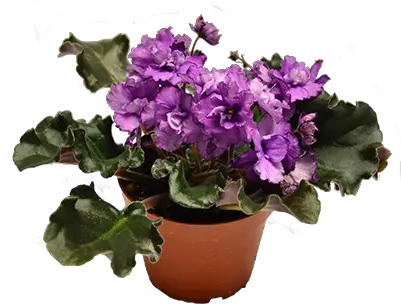 Download African Violet Isolated Flowerpot Png Violets Png