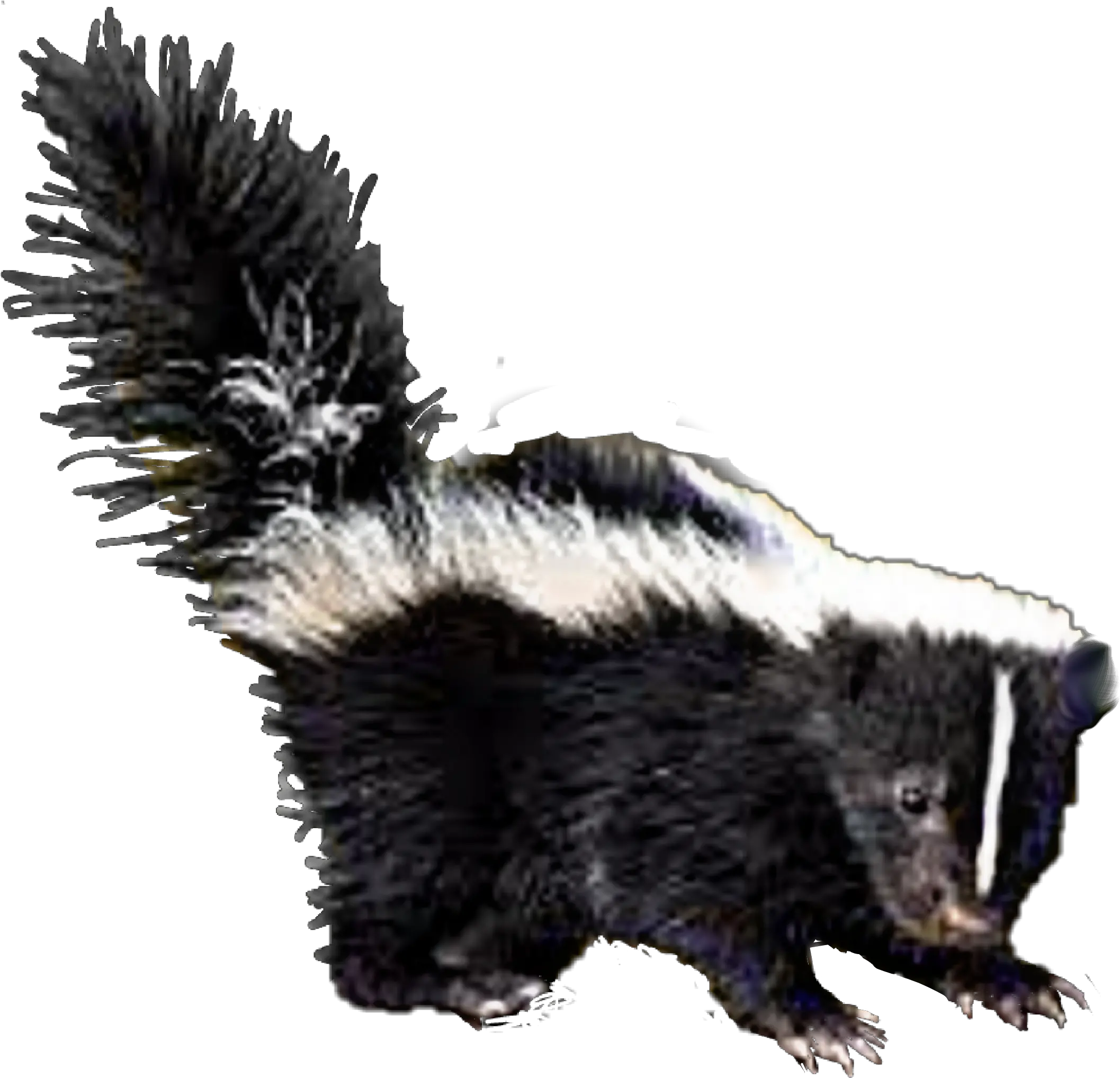 Skunk Striped Skunk Png Skunk Transparent