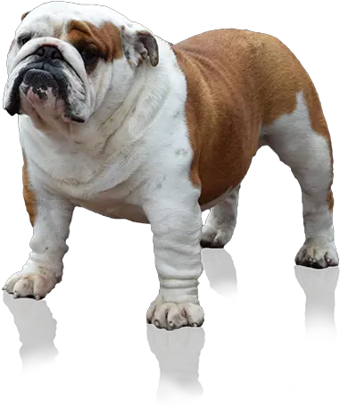 English Bulldog Png 6 Image Engelse Bulldog Png Bulldog Transparent Background