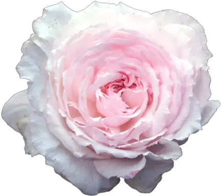 Download Hd Collage Stickers Tumblr Pink Flowers Tumblr Transparent Real Flower Stickers Png Tumblr Stickers Png