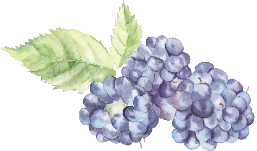 Transparent Watercolor Blackberries Png Watercolor Grapes Png Blackberries Png