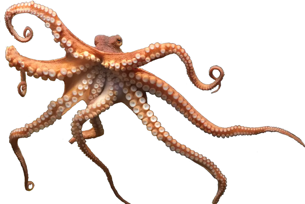 Octopus Png Octopus Hd Png Octopus Png