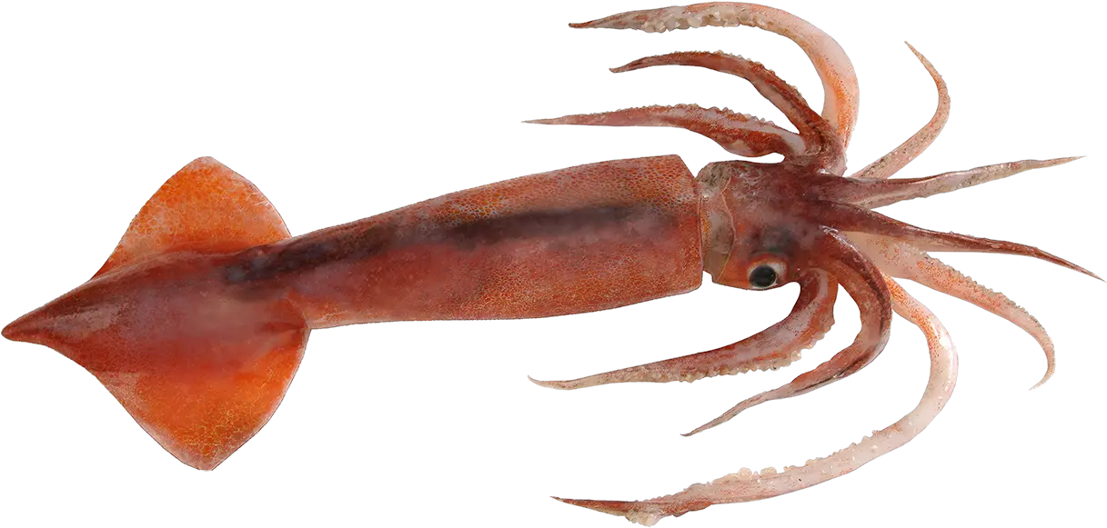 Octopus Png Clipart Body Covering Of Squid Octopus Png