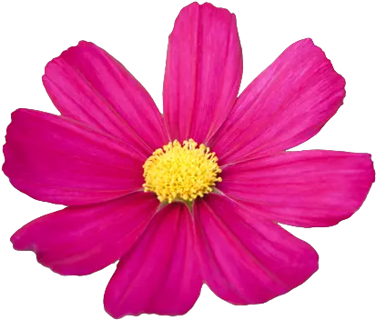 Download Hd Flower Png Tumblr Cosmos Flower Clipart Cosmos Flowers Without Background Flower Png Tumblr png