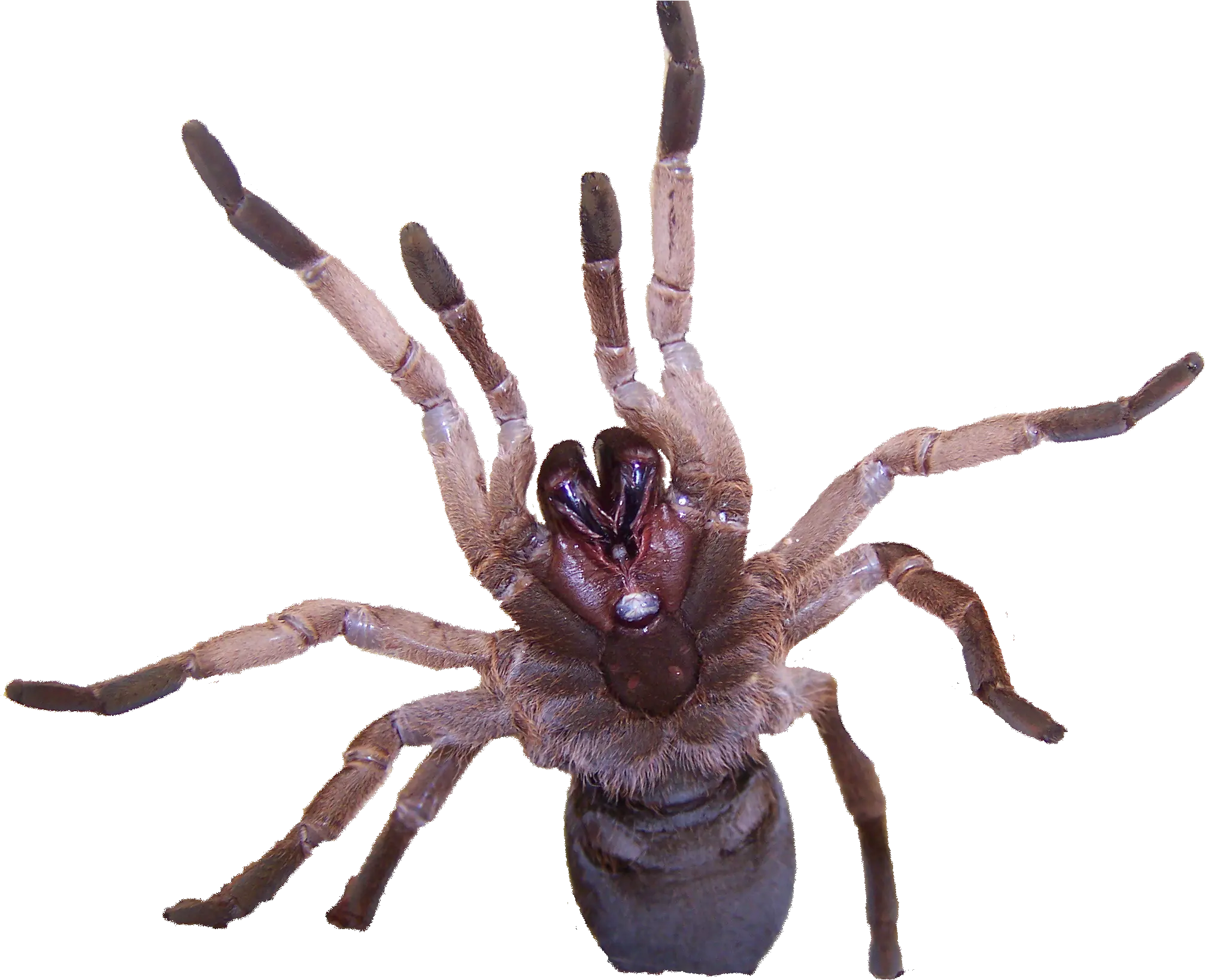 Australian Tarantula Venom Contains Tarantula Venom Png Tarantula Png