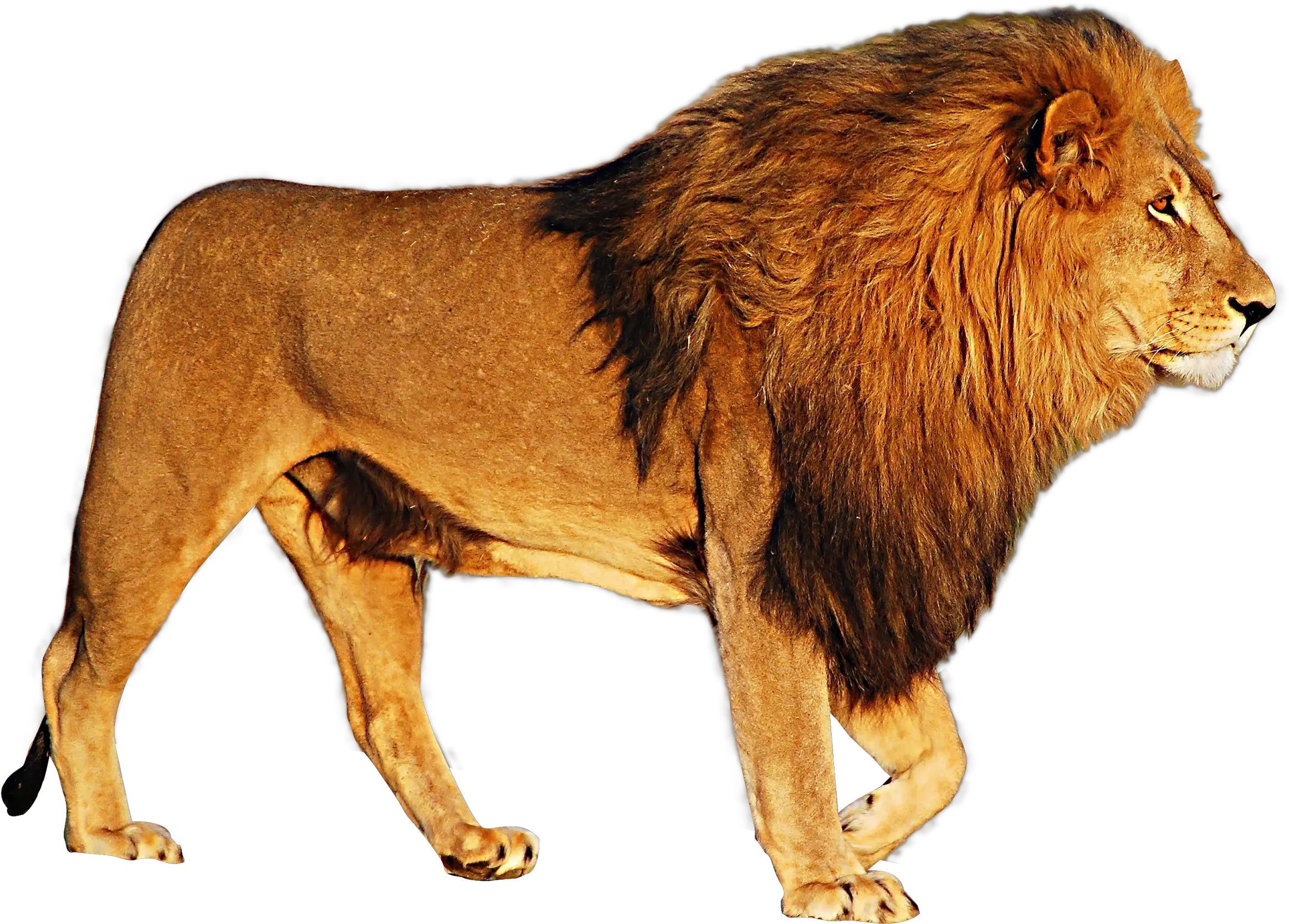 Lion Png Images Free Download Lions Lion White Background Hd Lion Roar Png