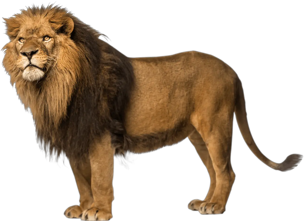 Lion Left Looking Transparent Png Wild Animals With Names Lion Roar Png