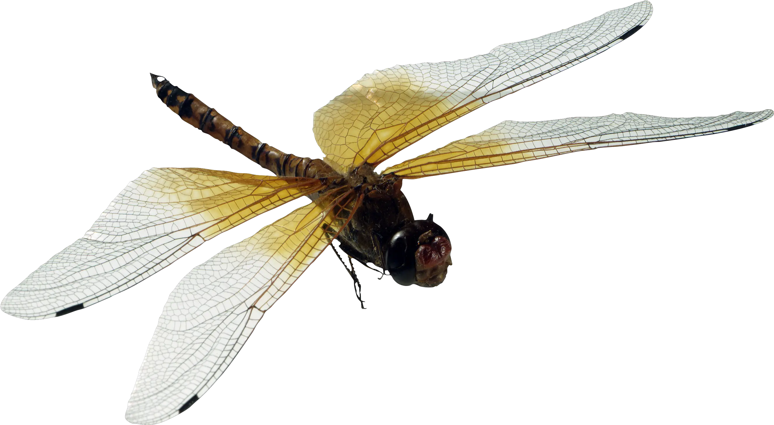 Dragonfly Png Dragonfly Dragonfly Png