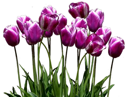 Tulip Transparent Violet Picture 2809171 Transparent Purple Tulips Png Violets Png