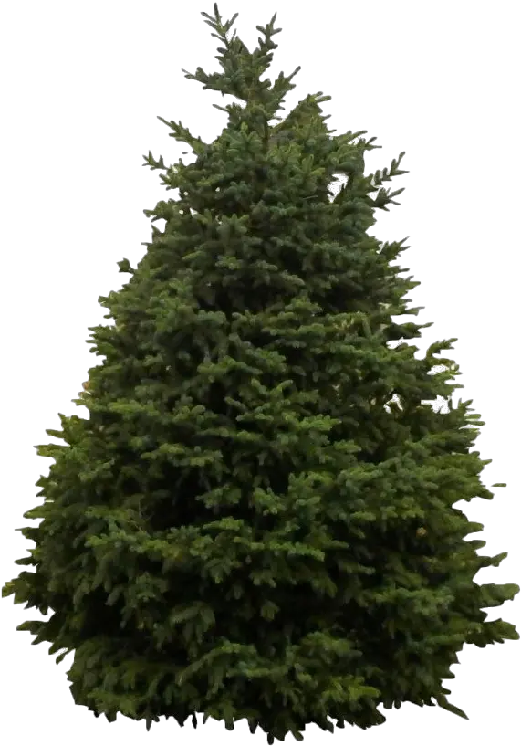 Download Snow Fir Tree Png Clipart