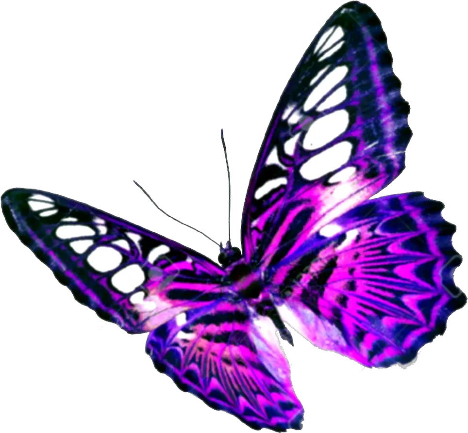 Purple Butterfly Transparent Background Transparent Background Butterfly Transparent Png Transparent Background Images png