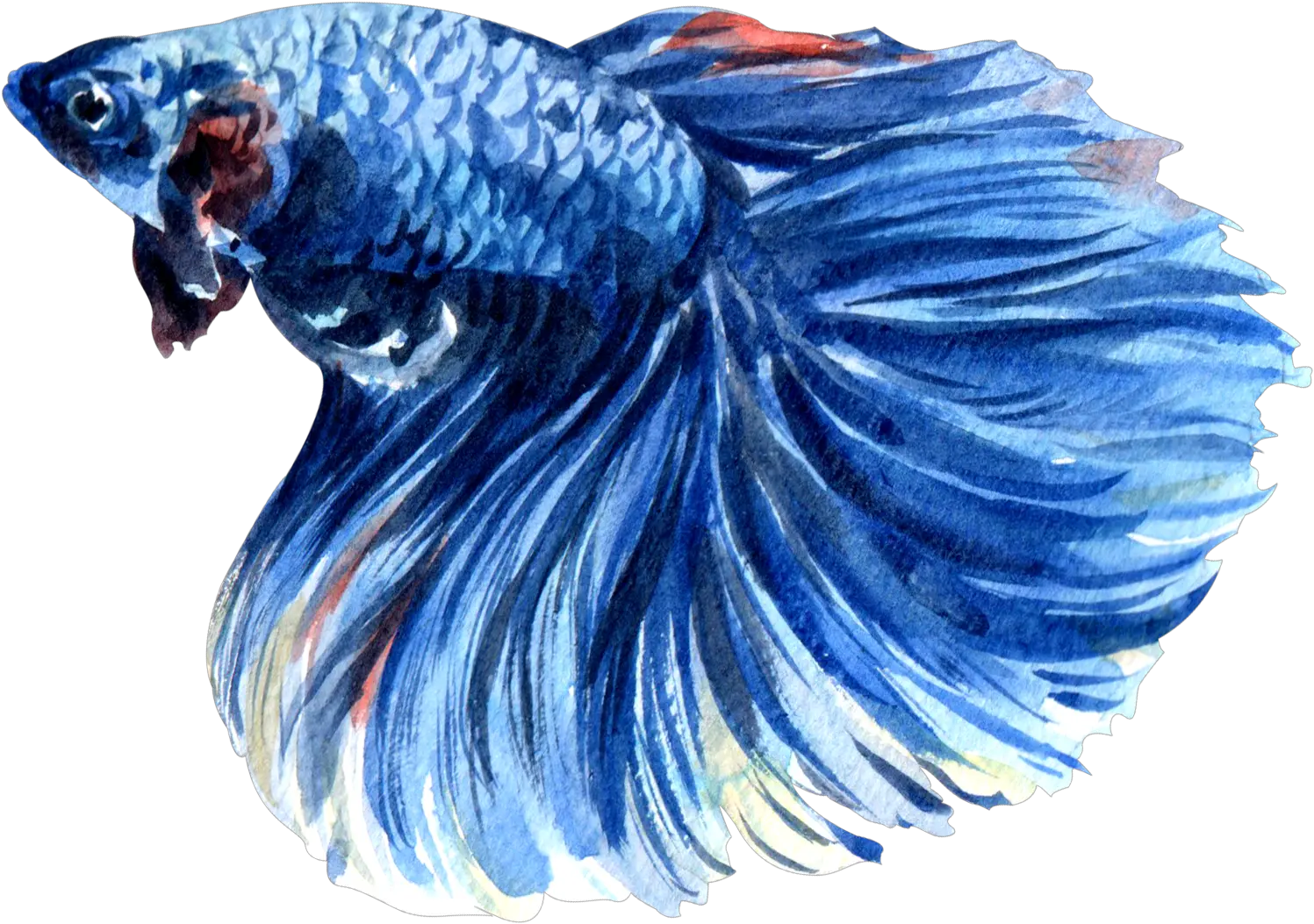 Siamese Fighting Fish Watercolor Png Betta