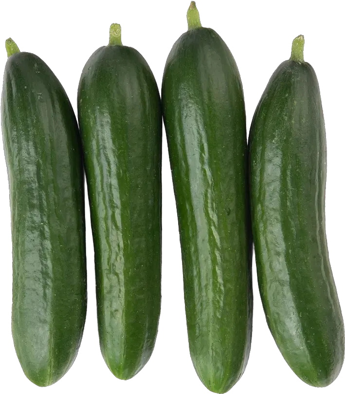 Lettuce Grow Seedling Diva Cucumber Gourd Png Cucumber Png