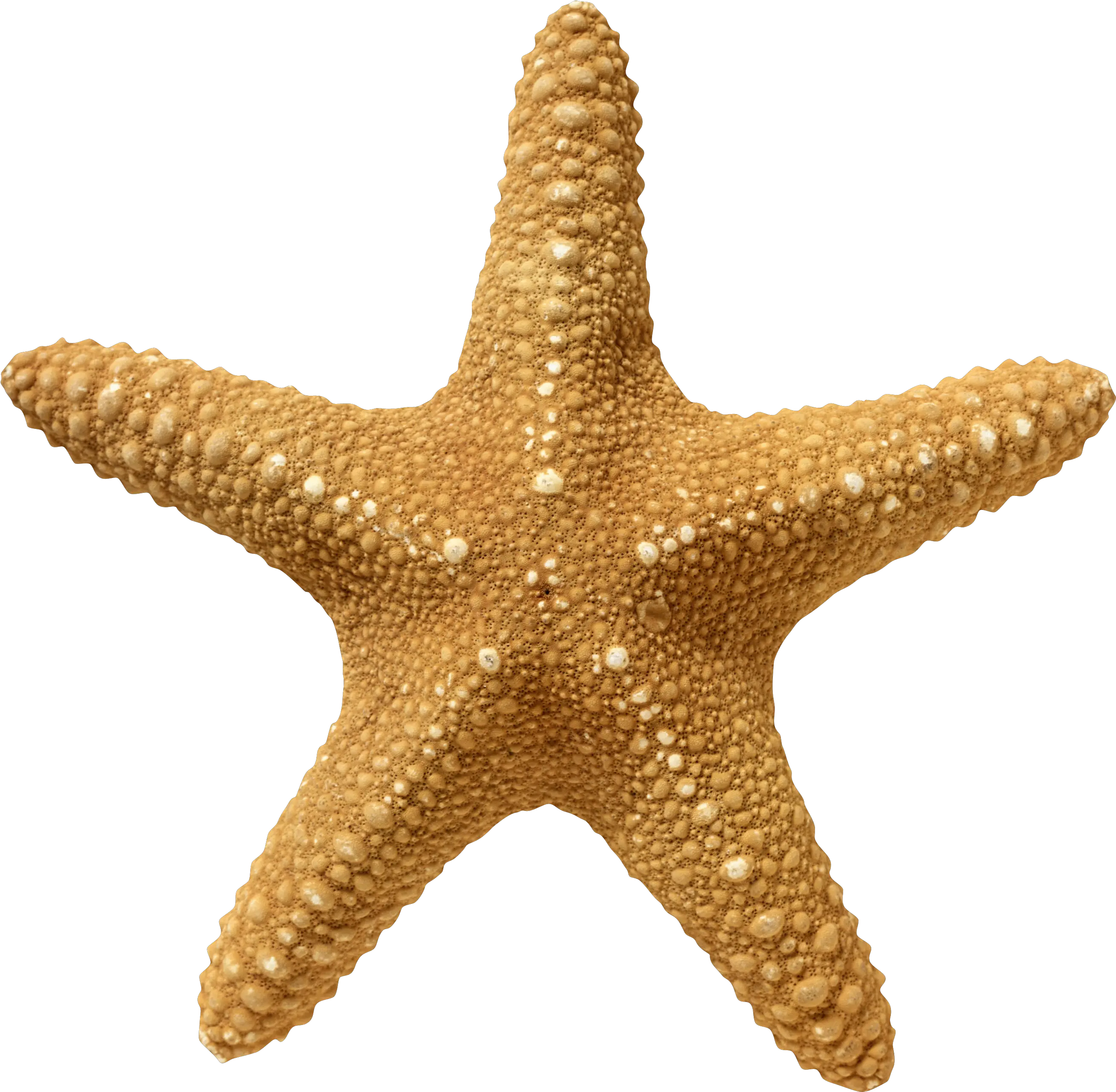 Hd Starfish Png Transparent Image Transparent Starfish Png Starfish Transparent