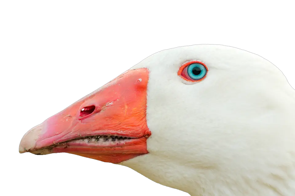 Ganzo Png Transparent Images Clipart Goose Head Png Goose Transparent