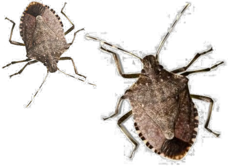 Download Hd Stink Bug Png Pic Stink Bugs In Virginia Bugs Png