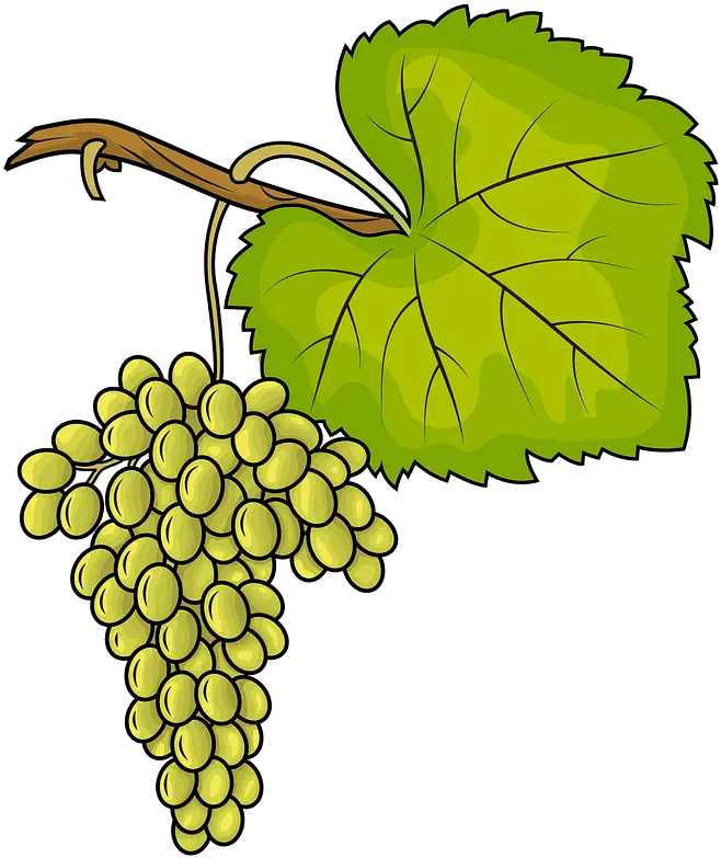 White Grapes Clipart Clipart White Grape Png Grapes Transparent