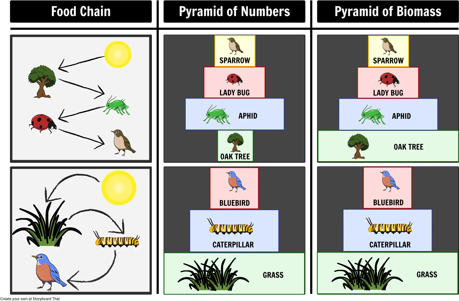 Pyramid Of Number And Biomass Storyboard By Oliversmith Pyramid Of Biomass Man Png Food Pyramid Png