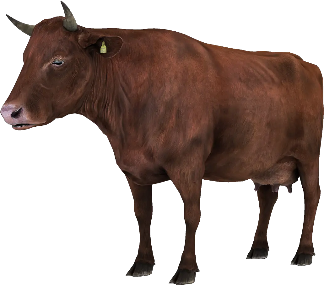 Collecta Angus Bull Transparent Png Charolais Cattle Red Png Vaca Png