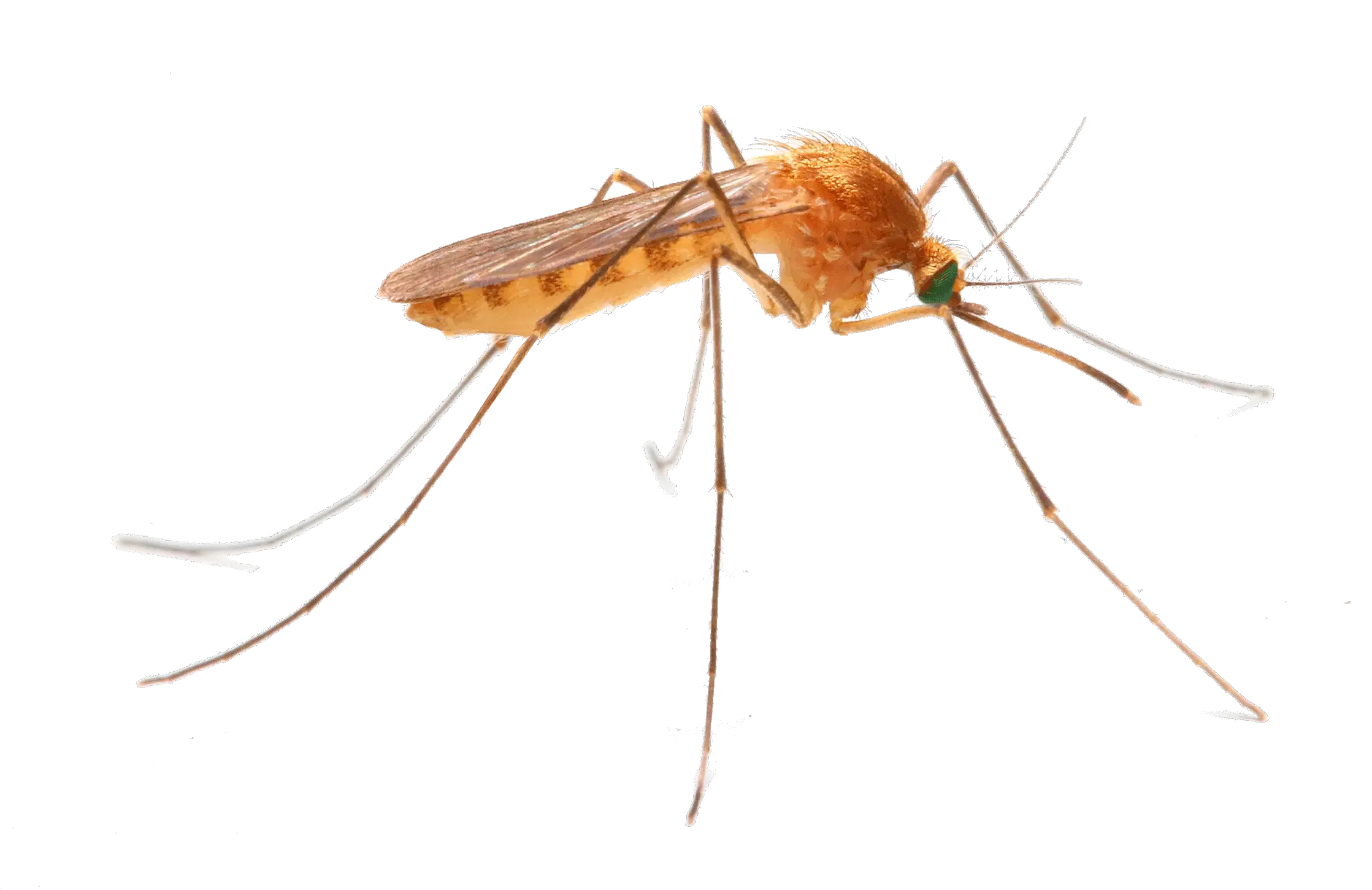 New Jersey Mosquito Control Png Transparent