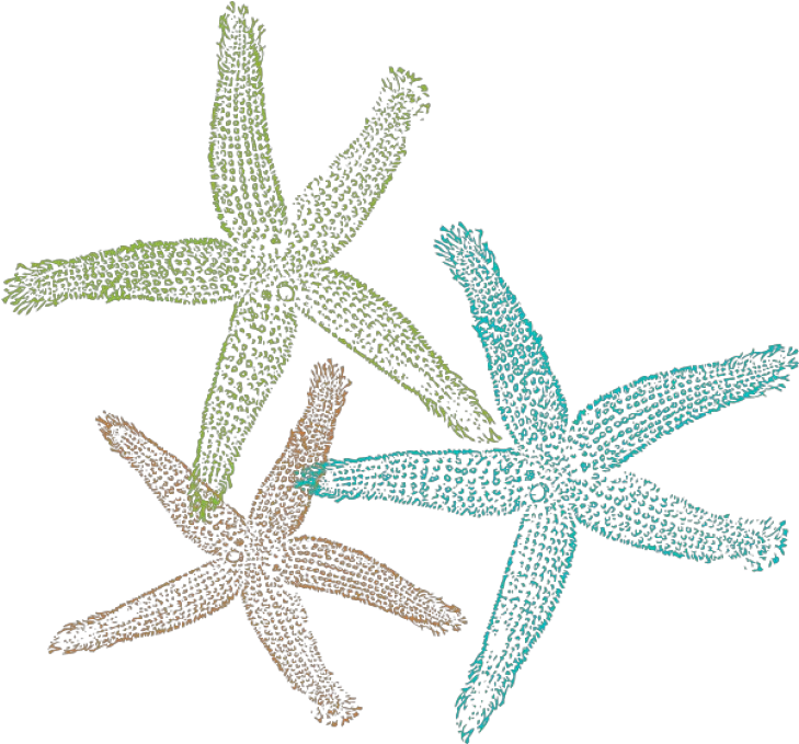 Starfish Clipart Letterhead Template Png Transparent