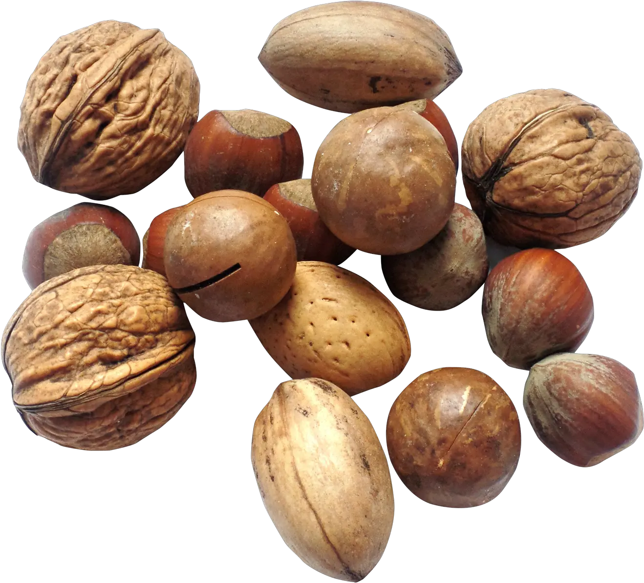 Nut Png Image For Free Download Transparent Nut Png Walnut Transparent