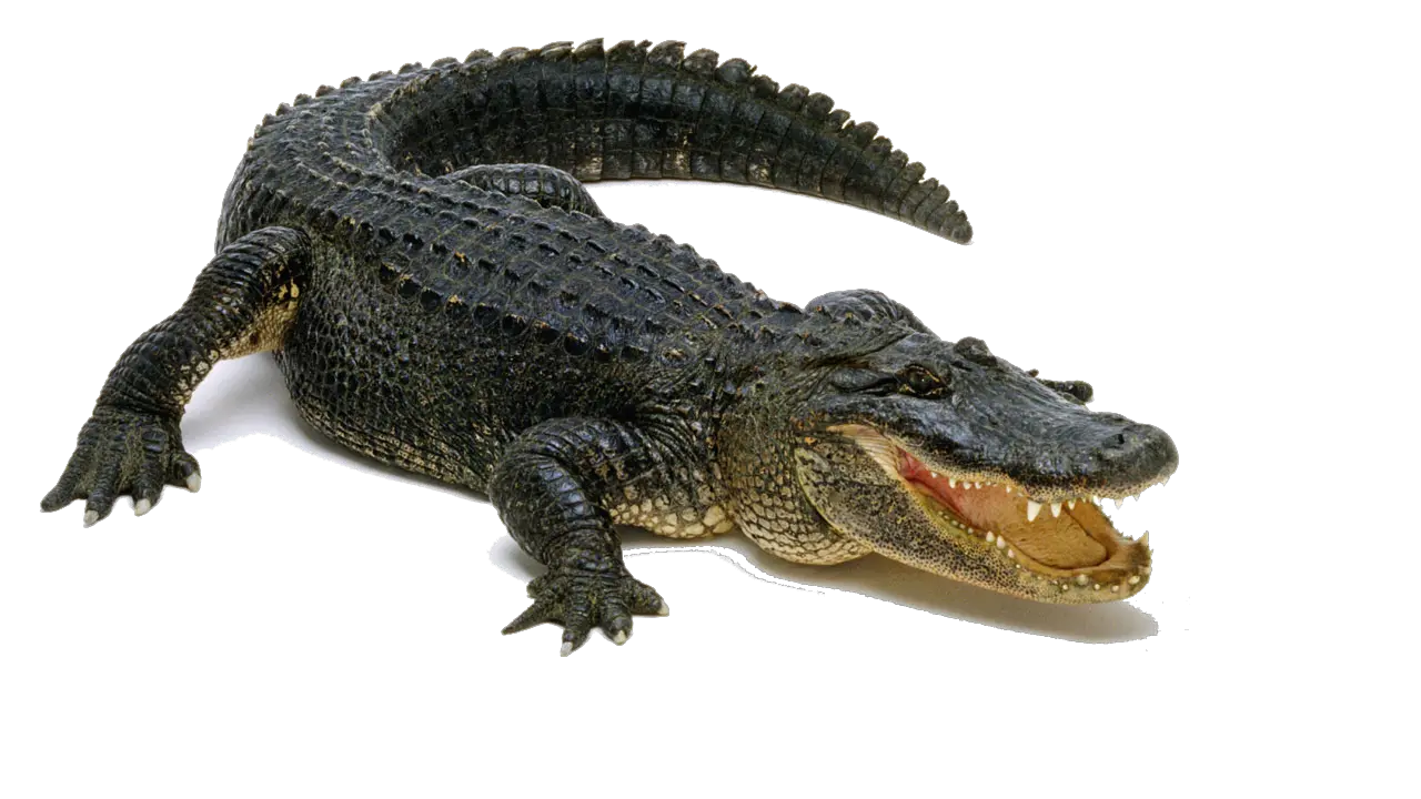 Png Images With Transparent Background Alligator Transparent Background Gator Png