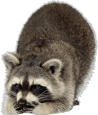 Raccoons Transparent Png Images Raccoons And Polar Bears Raccoon Transparent Background