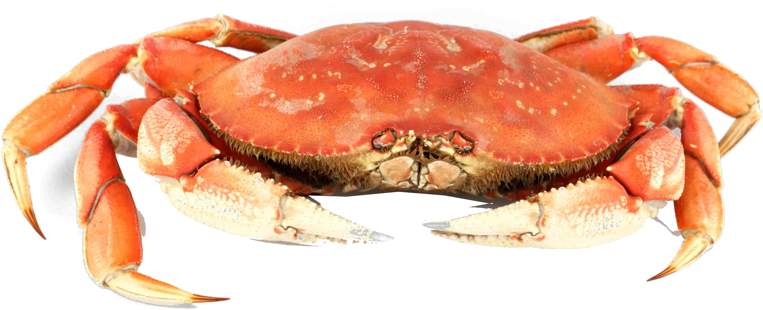 Download Crab Png Background Kut De Krab Transparent Png Crabs Crab Png
