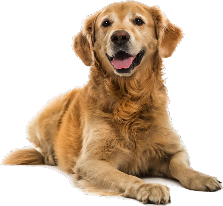 Puppy Shock Collar Bark Pet Golden Retriever Png Transparent Puppy
