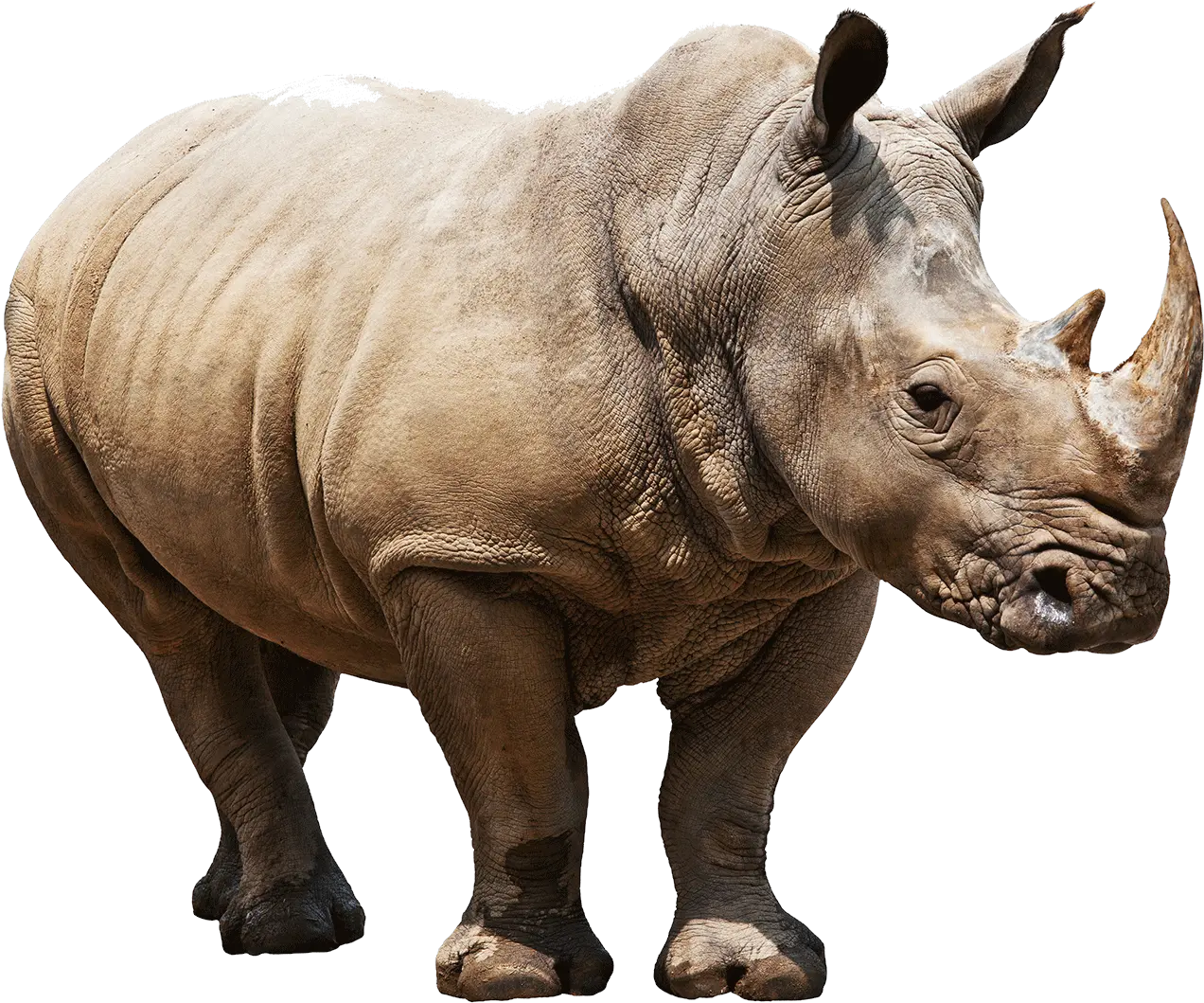 Download Free Png Rhino Rhinoceros Meaning In Hindi Rhino Png