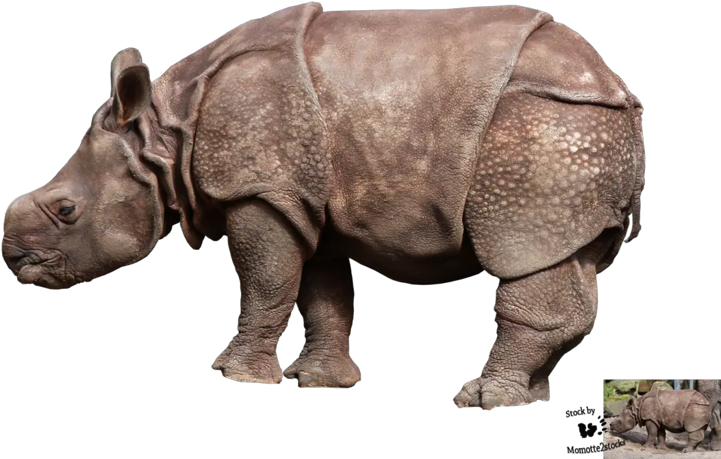 Png Transparent Rhinoceros Javan Rhino Png Rhino Png