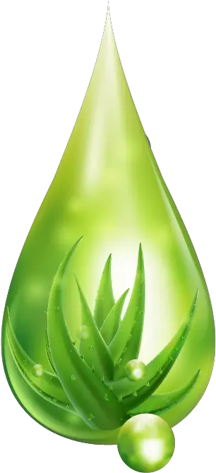 Vera Women Vector Design Clipart Png Background Aloe Vera Design Aloe Png