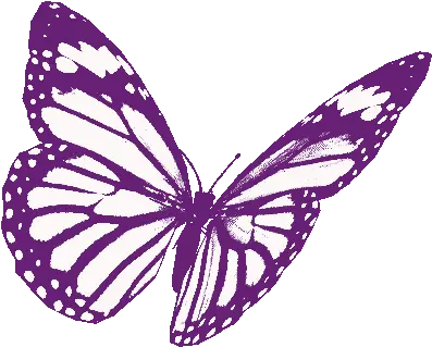 Borboletas Butterflies Gif Borboletas Butterflies Beautiful Discover U0026 Share Gifs Butterfly Drawing Gif Transparent Png Butterfly Icon Image Girly png