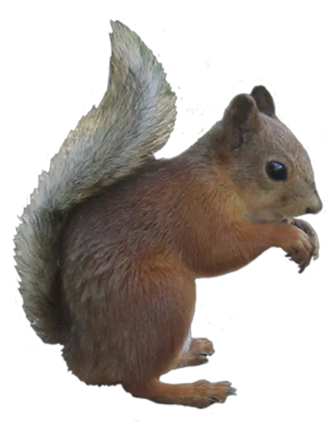 Png Transparent Background Image Squirrel With Clear Background Squirrel Transparent Background