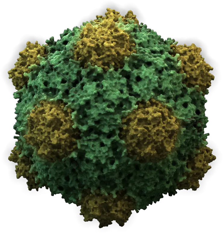 Wikimedia Commons Cowpea Mosaic Virus Png Virus Png