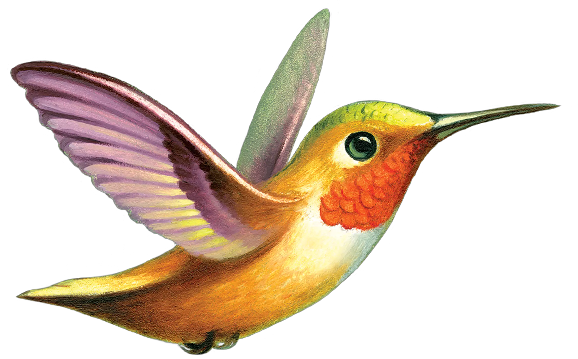 Chris Buzelli From Tattly Temporary Tattoos Rufus Hummingbird Transparent Background Png Hummingbird Transparent