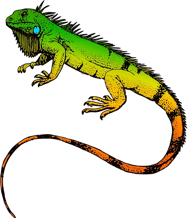 Iguana Vector Png 3 Image Iguana Clipart Transparent Background Iguana Png