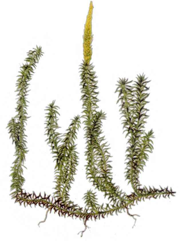 Maria Treben Herbs Common Club Moss Png Moss Png